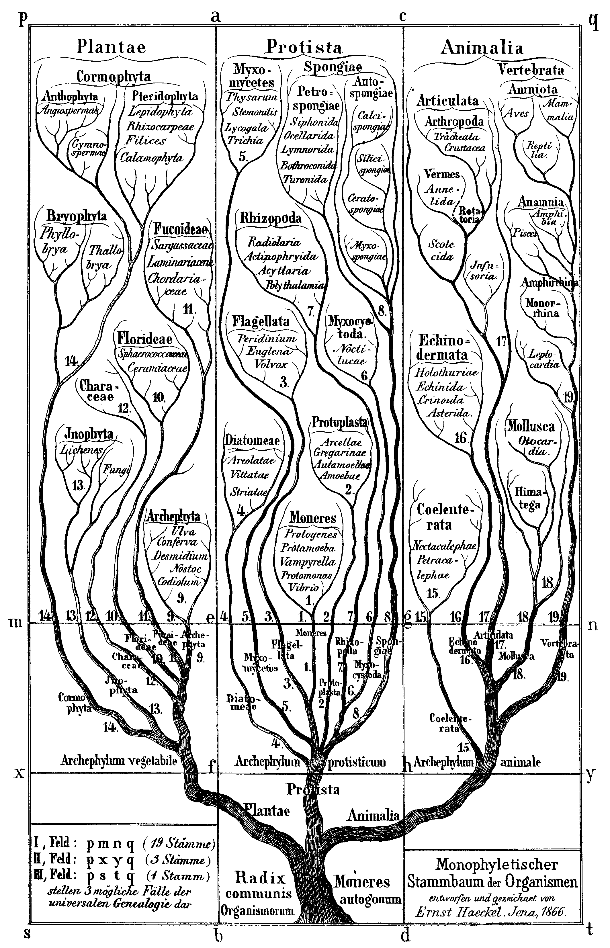 Haeckel Arbol Bn