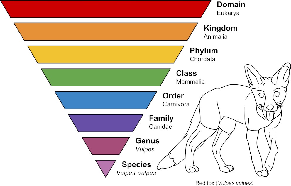 https://en.wikipedia.org/wiki/Taxonomic_rank#/media/File:Taxonomic_Rank_Graph.svg (converted to bitmap image)